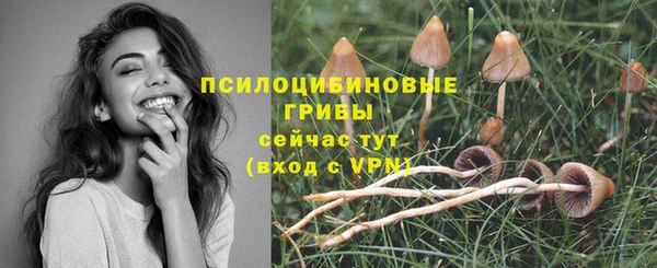 сатива Горняк